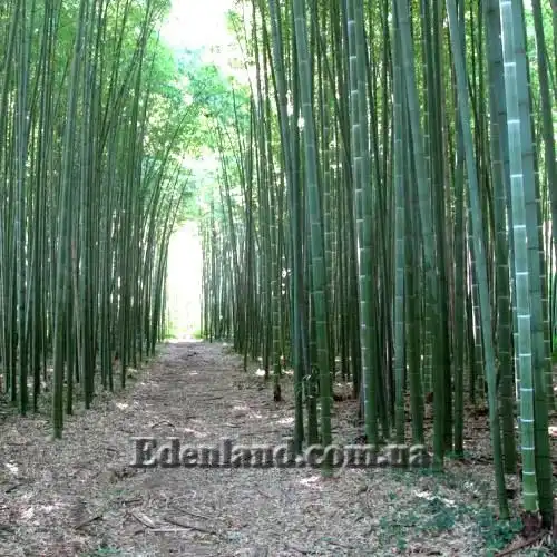 Филлостахис съедобный - Phyllostachys edulis