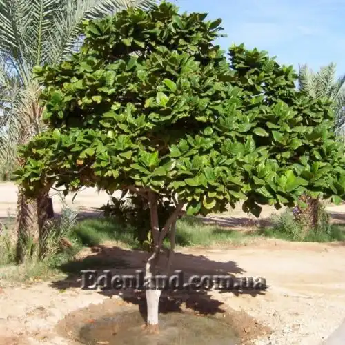 Изображение Терминалия катаппа - Terminalia catappa