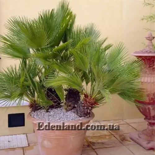 Изображение Хамеропс приземистый - Chamaerops humilis