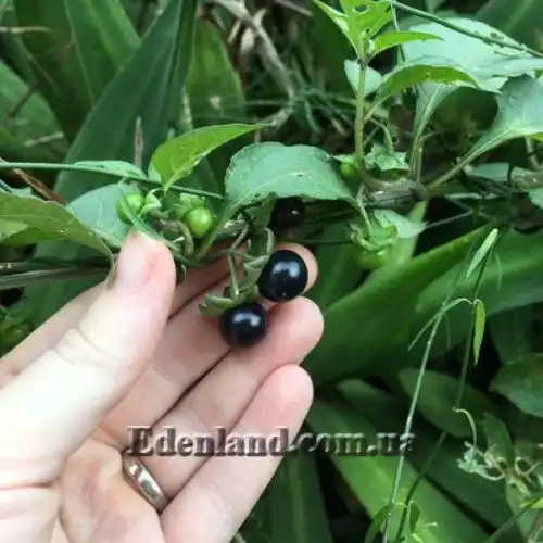 Изображение Джалтомата лежачая  - Jaltomata procumbens