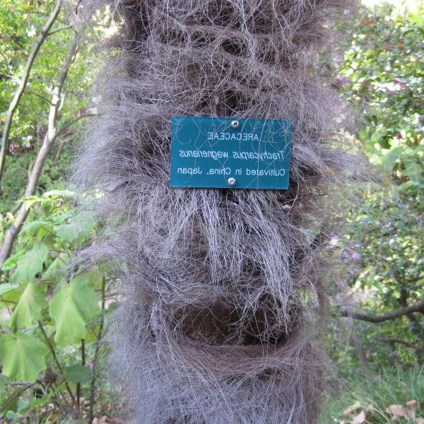 Изображение Трахикарпус Вагнера  - Trachycarpus wagnerianus 