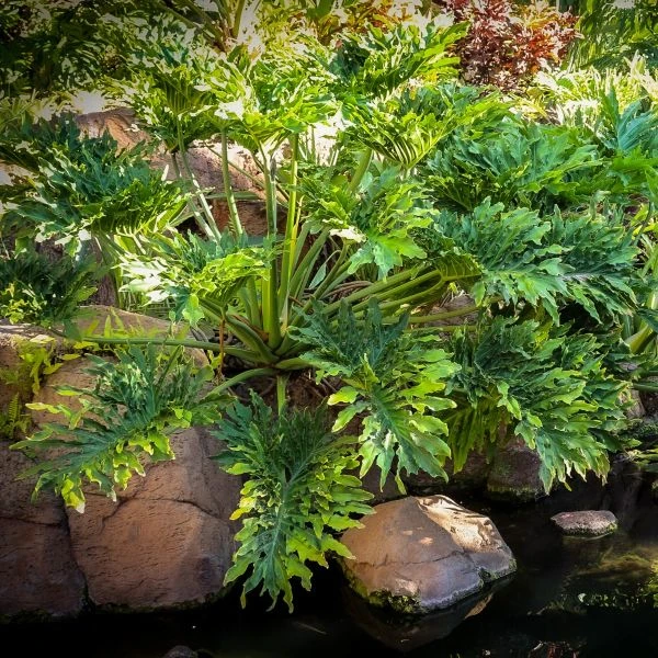 Зображення Тауматофіллум двоперисторозсічений (Філодендрон Селло) - Thaumatophyllum bipinnatifidum 