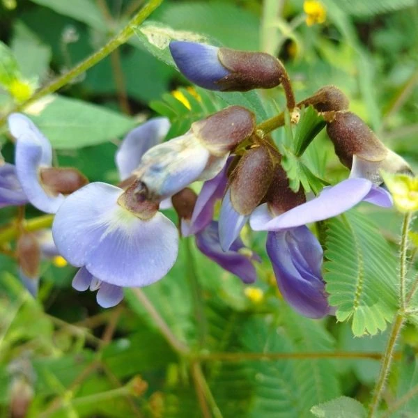 Изображение Пахиризус вырезной   - Pachyrhizus erosus 