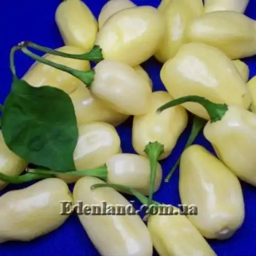 Изображение Перец Хабанеро белый  - Habanero White