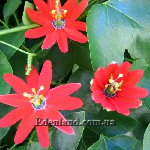 Зображення Пасифлора рукавчаста - Passiflora manicata