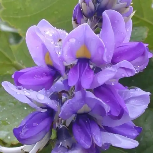 Новые поступления семян в июле 2013