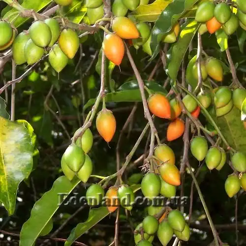 Изображение созревание плодов