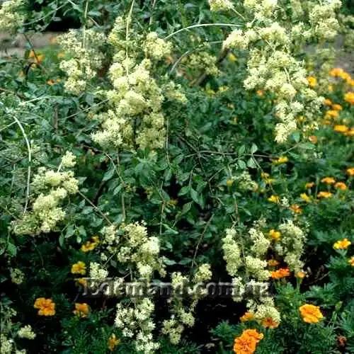 Зображення цветущий куст