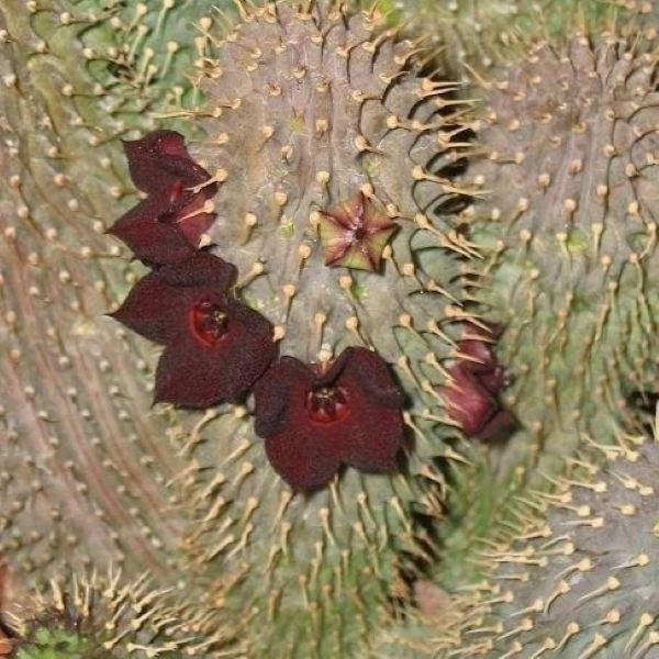 Зображення Худія волосконосна - Hoodia pilifera 