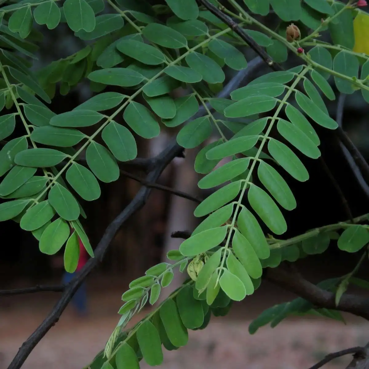 Изображение листья