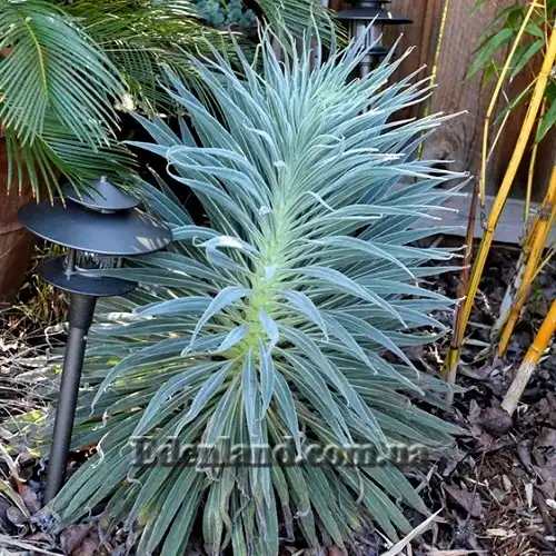 Изображение растущий цветонос