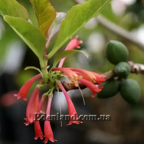 Изображение Дерматоботрис Сандерса  - Dermatobotrys saundersii