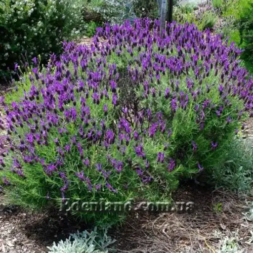 Изображение Лаванда черешчатая - Lavandula pedunculata