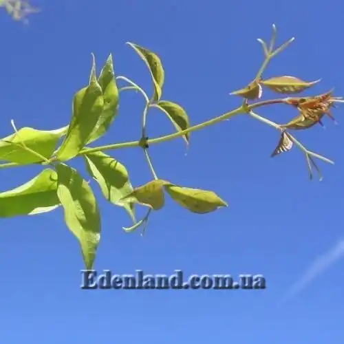 Изображение молодая ветка