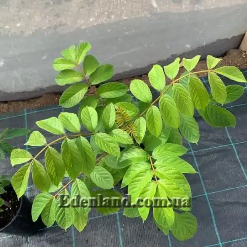 Изображение Спатодея колокольчатая - Spathodea campanulata