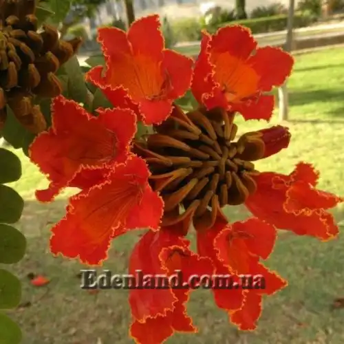Изображение Спатодея колокольчатая - Spathodea campanulata