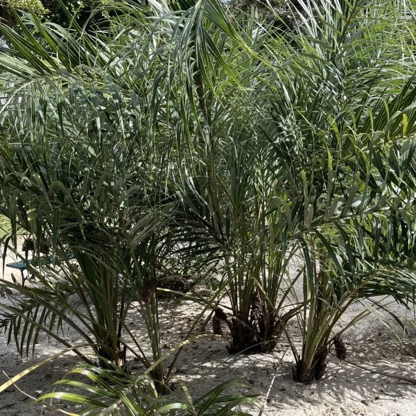 Зображення Алагоптера піщана - Allagoptera arenaria 