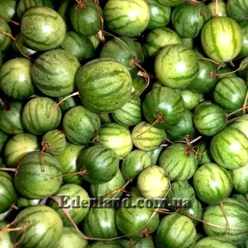 Изображение Паслен карипенс,  Тзимбало - Solanum caripense 