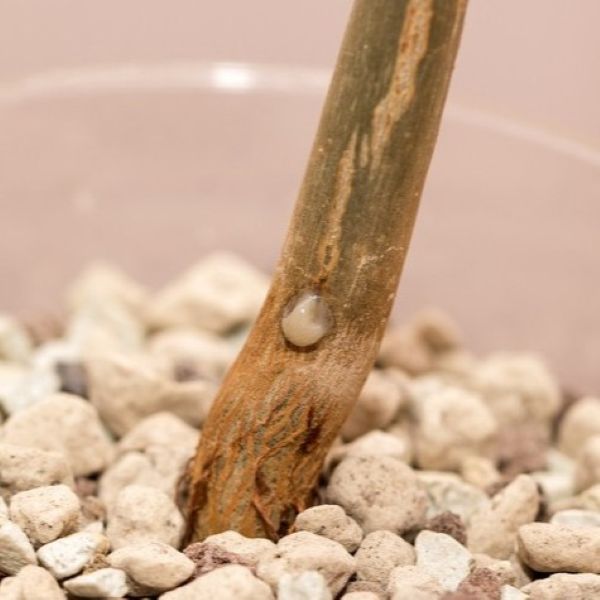 Зображення виділення ароматної смоли на молодій рослині