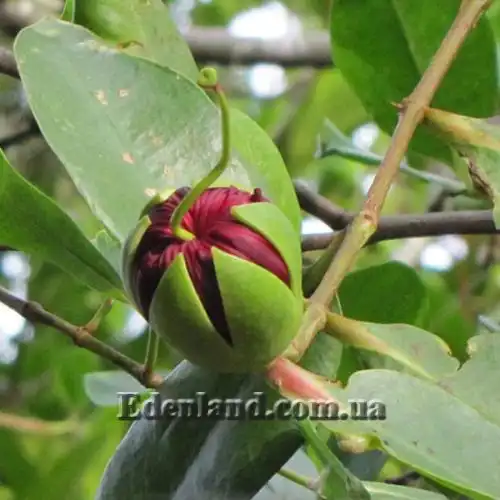 Изображение Соннератия сырная - Sonneratia caseolaris 