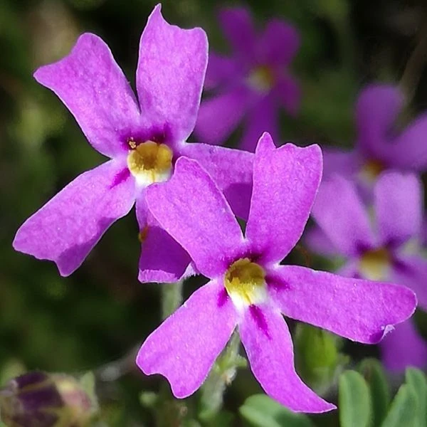 Изображение Джеймсбриттения мелколистная - Jamesbrittenia microphylla   