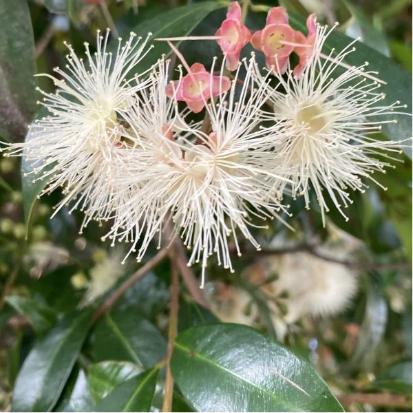 Зображення Сізігіум волотистий - Syzygium paniculatum