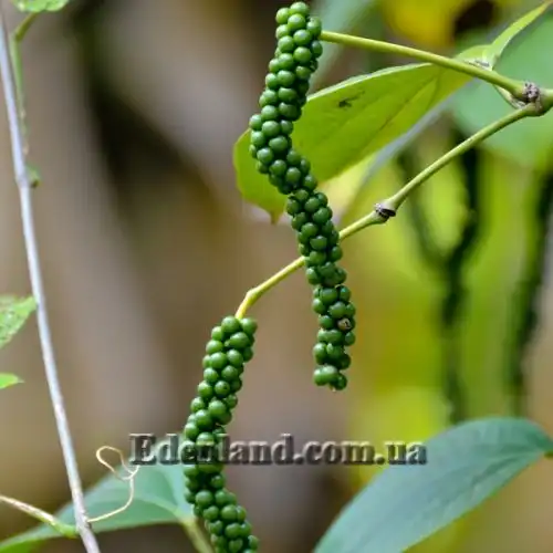 Зображення Перець чорний - Piper nigrum 