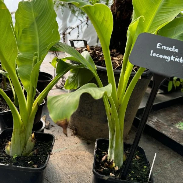 Зображення Енсета Леконгкієта - Ensete lecongkietii