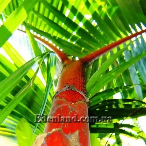 Изображение Циртостахис Ренда  - Cyrtostachys renda