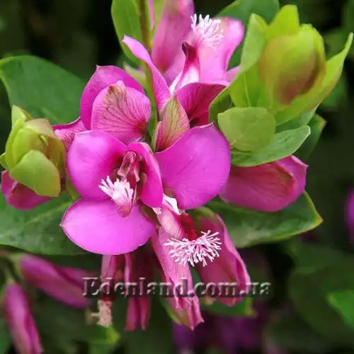 Истод миртолистный - Polygala myrtifolia