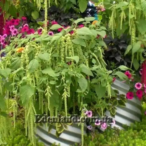 Изображение Амарант хвостатый белый - Amaranthus caudatus var.albiflorus
