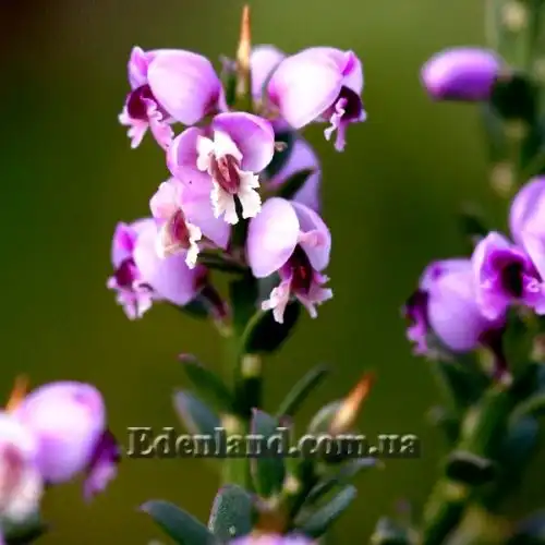 Изображение Муралтия колючая  - Muraltia spinosa