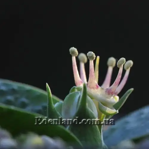 Изображение Массония щетинистая - Massonia echinata