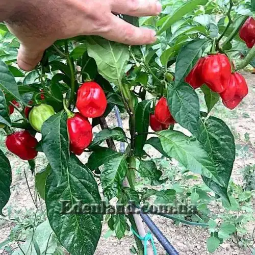 Изображение Перец Хабанеро Рэд Савина - Habanero Red Savina