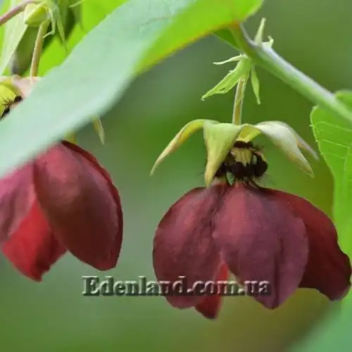 Зображення Аброма велична  - Abroma augusta