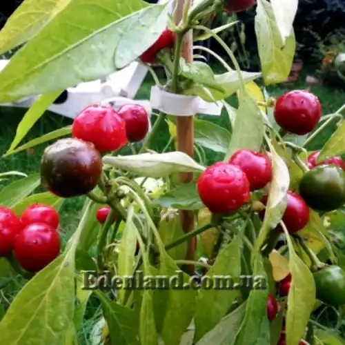 Изображение Перец Поцелуй Сатаны - Satans Kiss Pepper