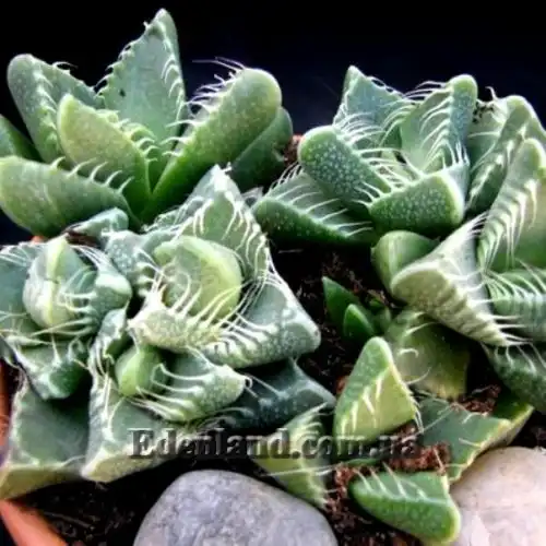 Изображение Фаукария тигриная - Faucaria tigrina 