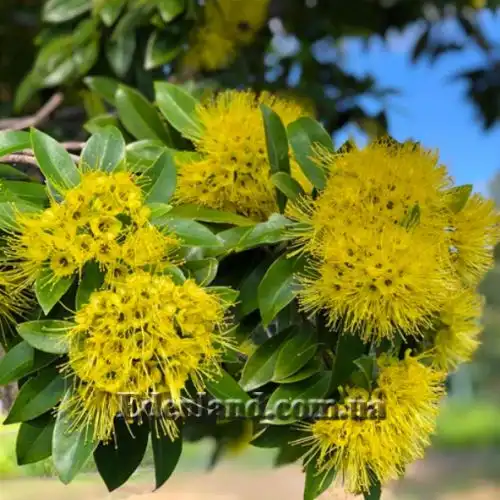 Ксантостемон золотистый - Xanthostemon chrysanthus