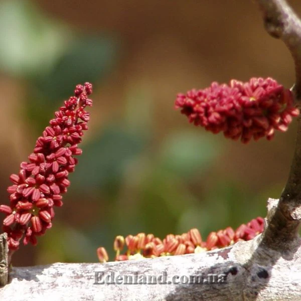 Зображення чоловічі суцвіття 