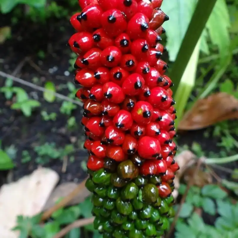 Изображение Аризема Гриффита  - Arisaema griffithii