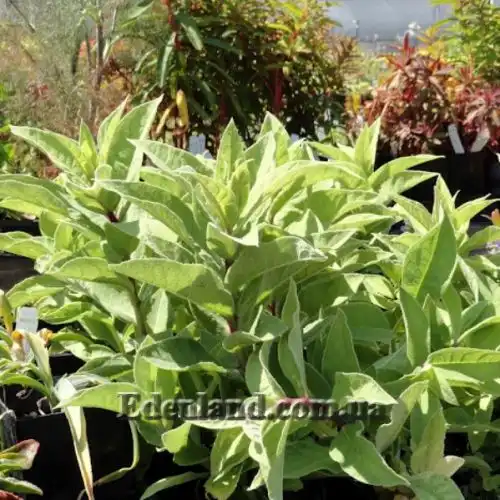 Изображение Лобелия Тупа - Lobelia tupa