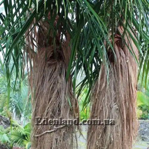 Изображение Дипсис волокнистый - Dypsis fibrosa