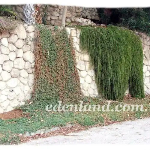 Зображення Ботанічний сад Ейн-Геді