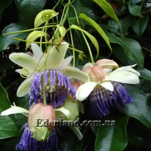 Изображение Пассифлора Попено - Passiflora popenovii