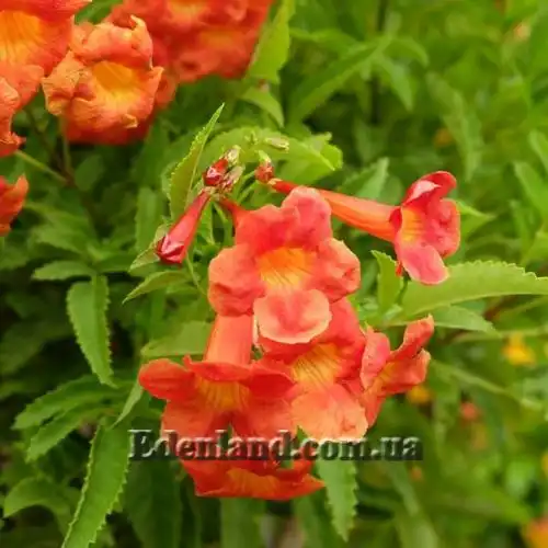 Изображение Текома желтая подвид гуаруме - Tecoma fulva subsp. Guarume