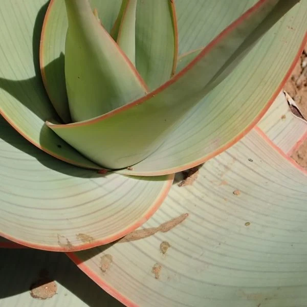 Зображення Алое смугасте - Aloe striata 