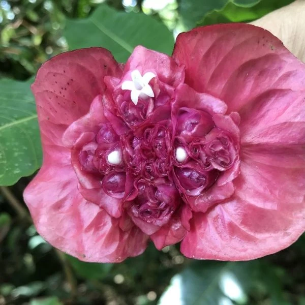 Зображення Палікурея Корреа - Palicourea correae  