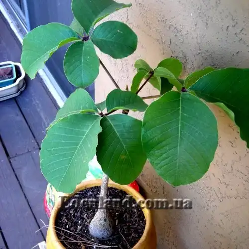 Изображение молодое растение