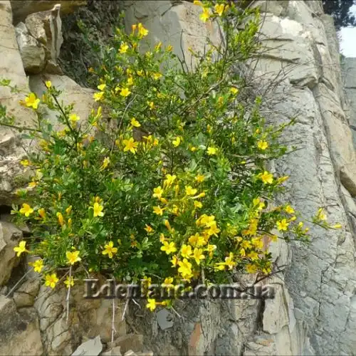 Зображення Жасмин чагарниковий - Jasminum fruticans