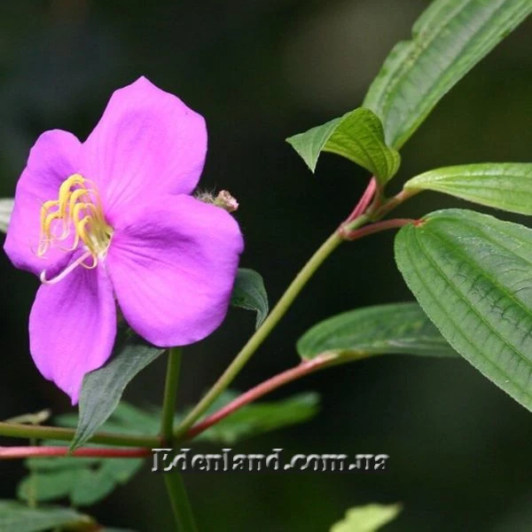 Изображение Осбекия звездчатая  - Osbeckia stellata